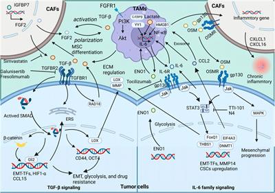 Unveiling the contribution of tumor-associated macrophages in driving epithelial-mesenchymal transition: a review of mechanisms and therapeutic Strategies